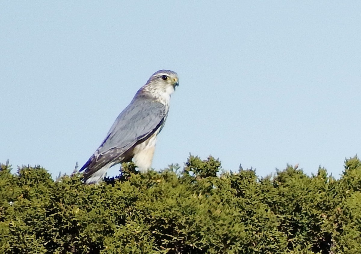 Merlin - Rene Laubach