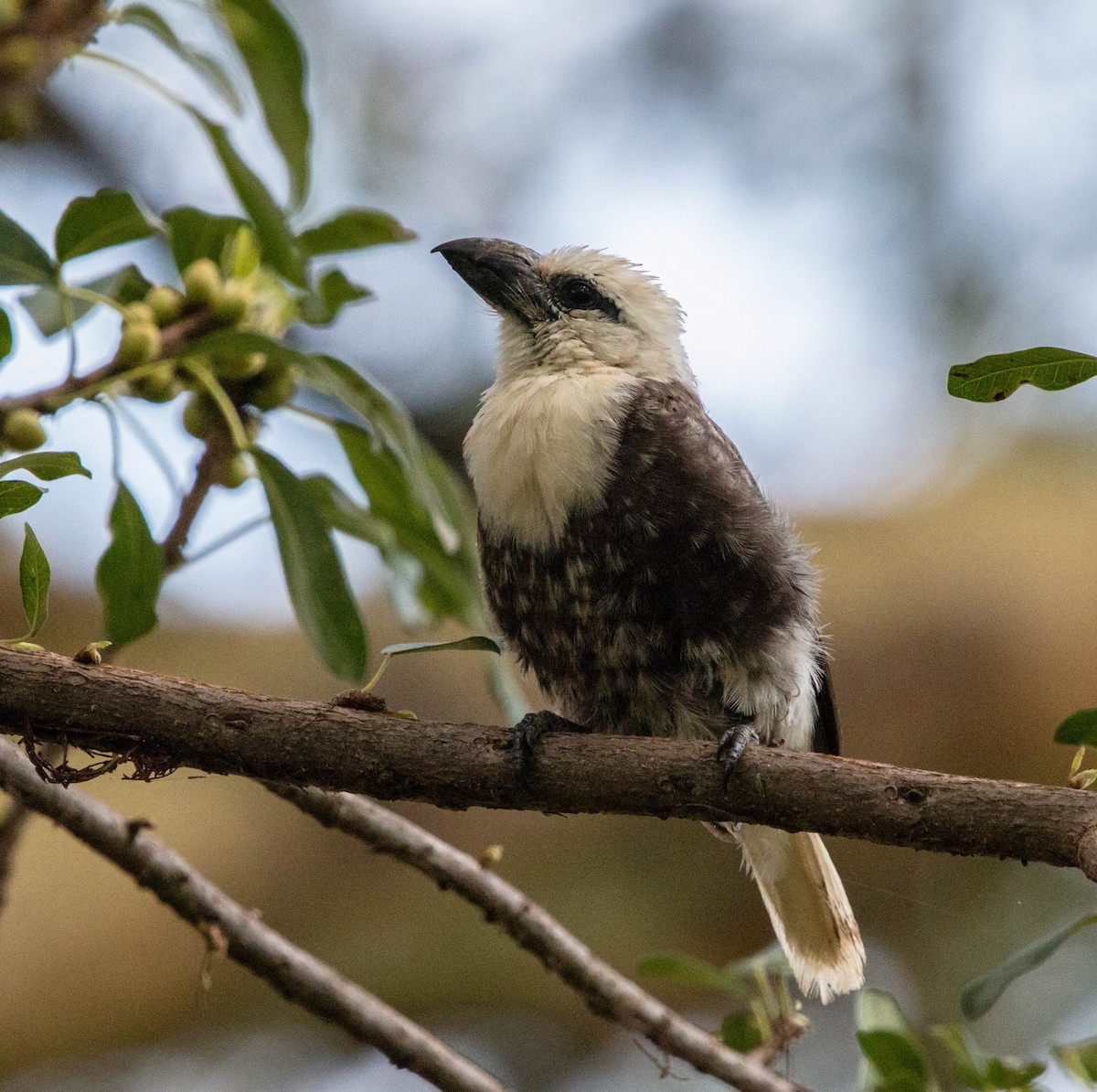 White-headed Barbet - ML90440071