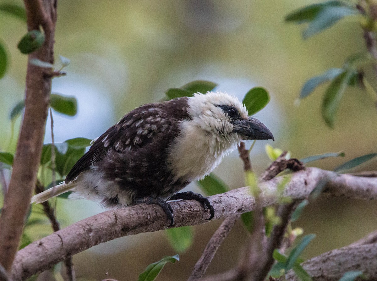 White-headed Barbet - ML90440101