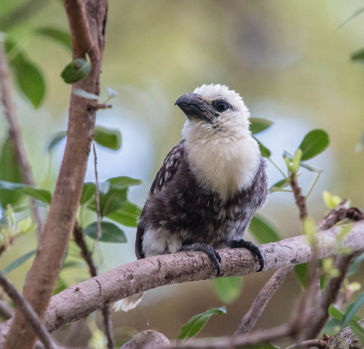 White-headed Barbet - ML90440111