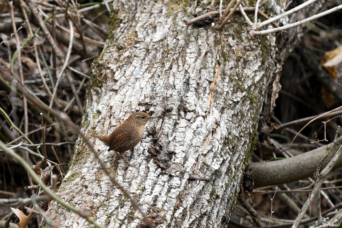 Winter Wren - ML90440641