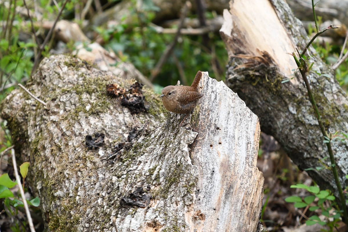 Winter Wren - ML90440681