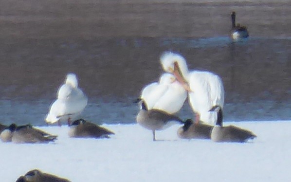American White Pelican - ML90441661