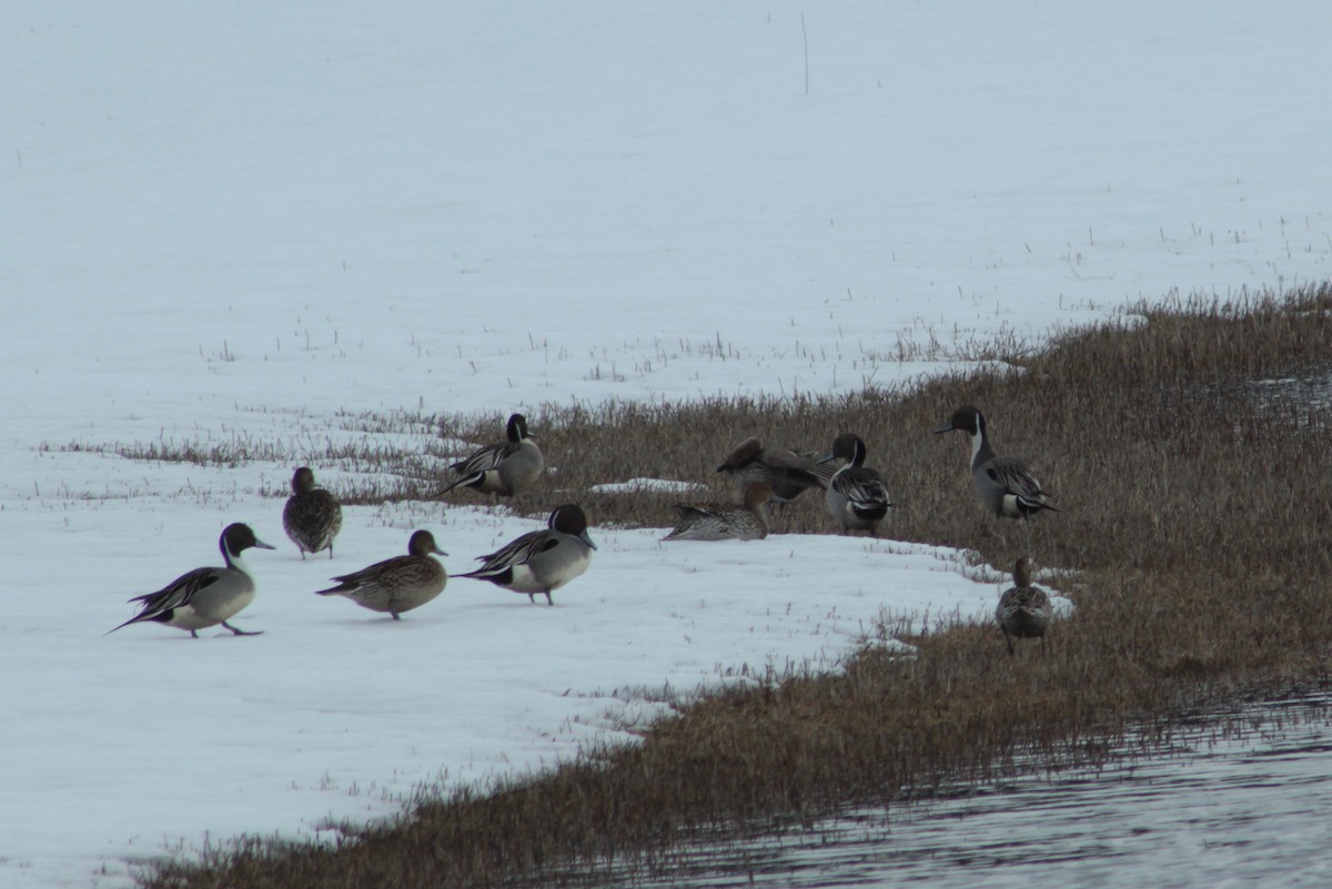 Northern Pintail - Donna Bragg