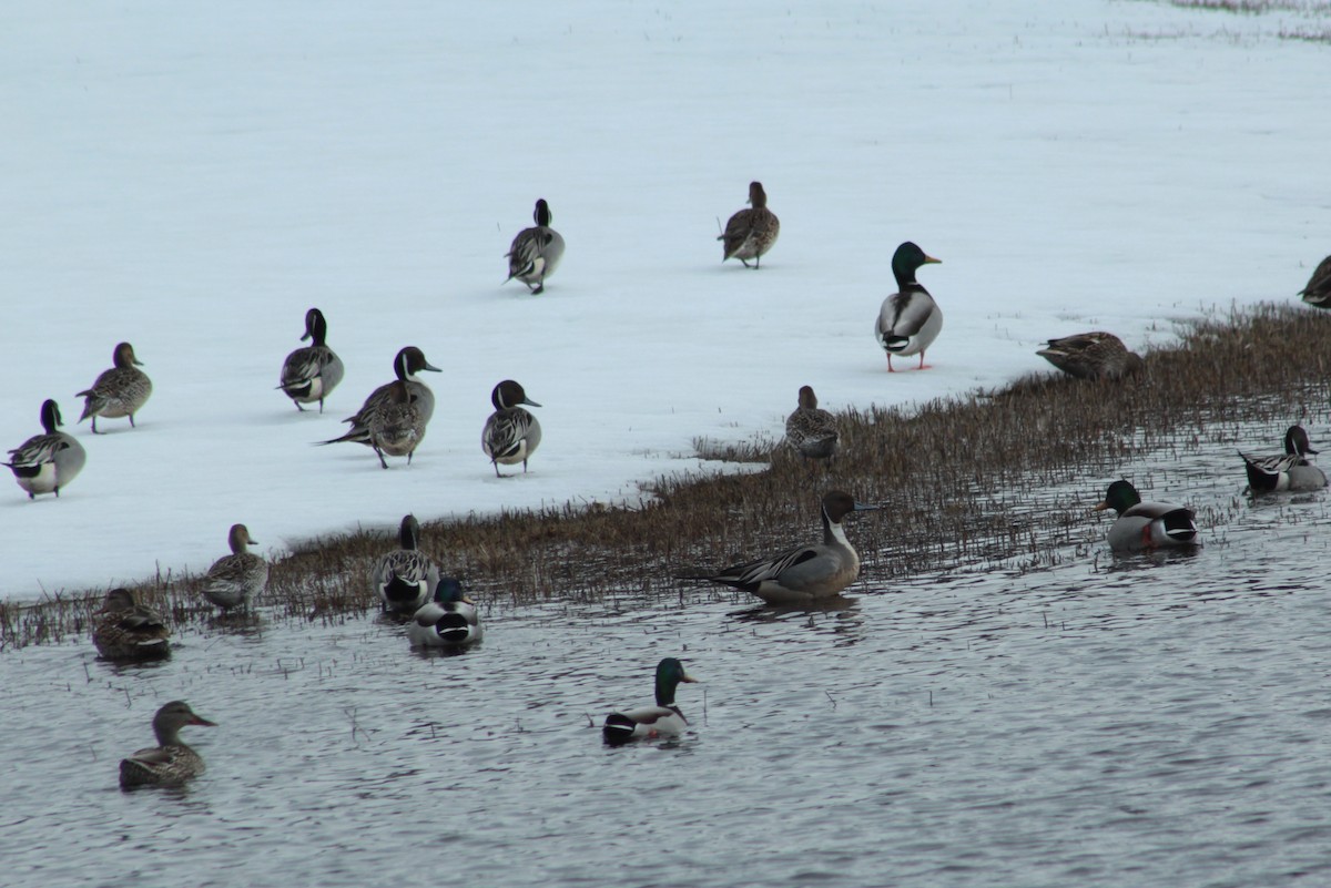 Northern Pintail - ML90444381