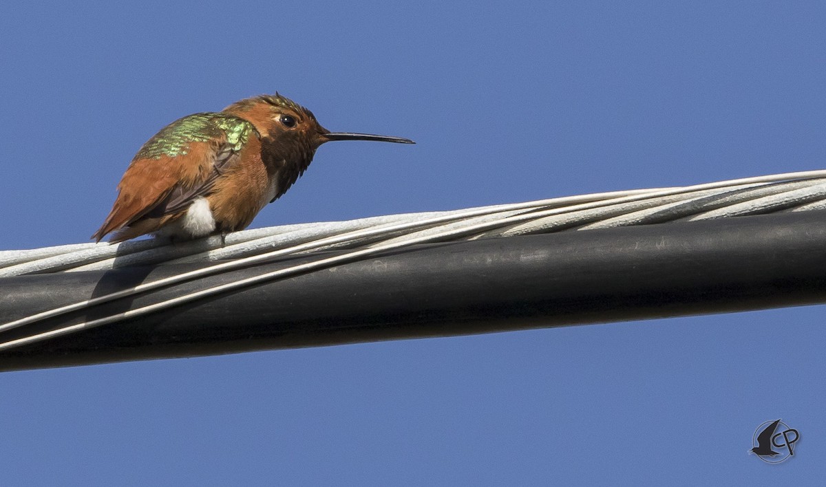 Allen's Hummingbird - ML90444421