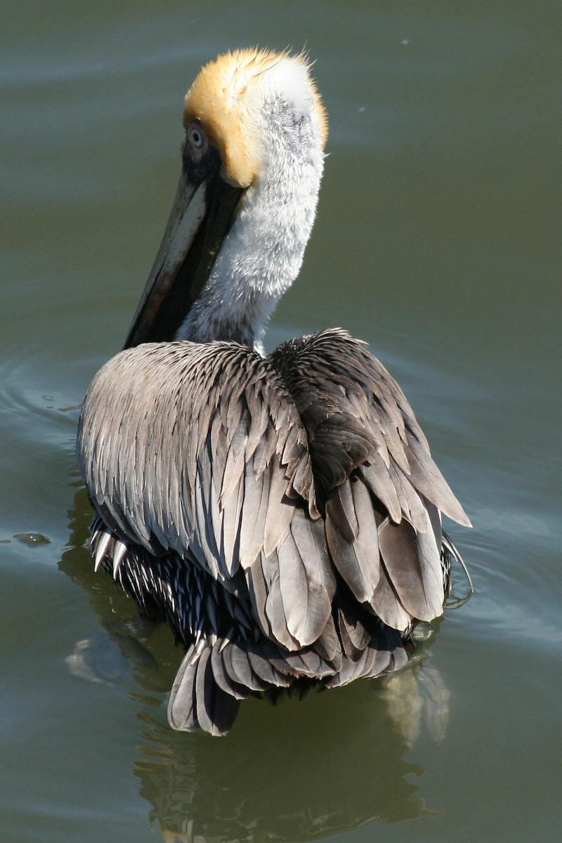 pelikán hnědý - ML90445221