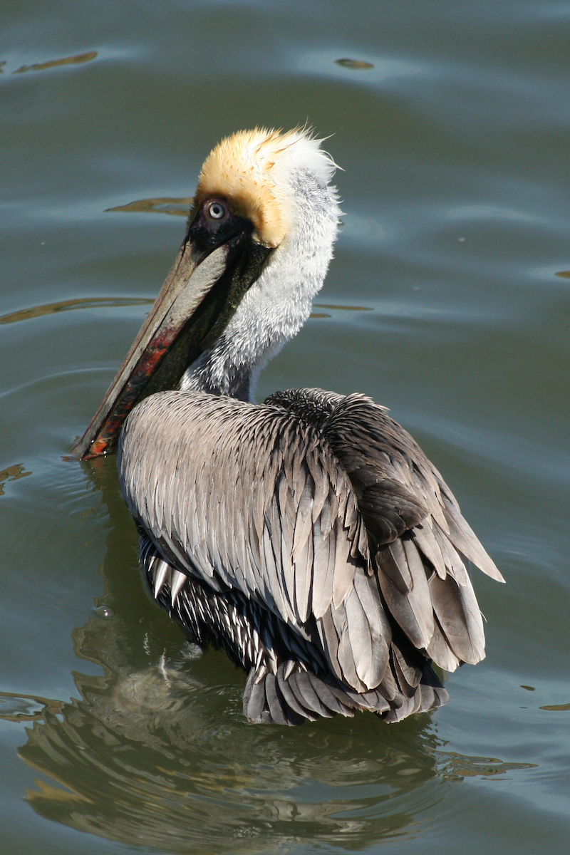 pelikán hnědý - ML90445261