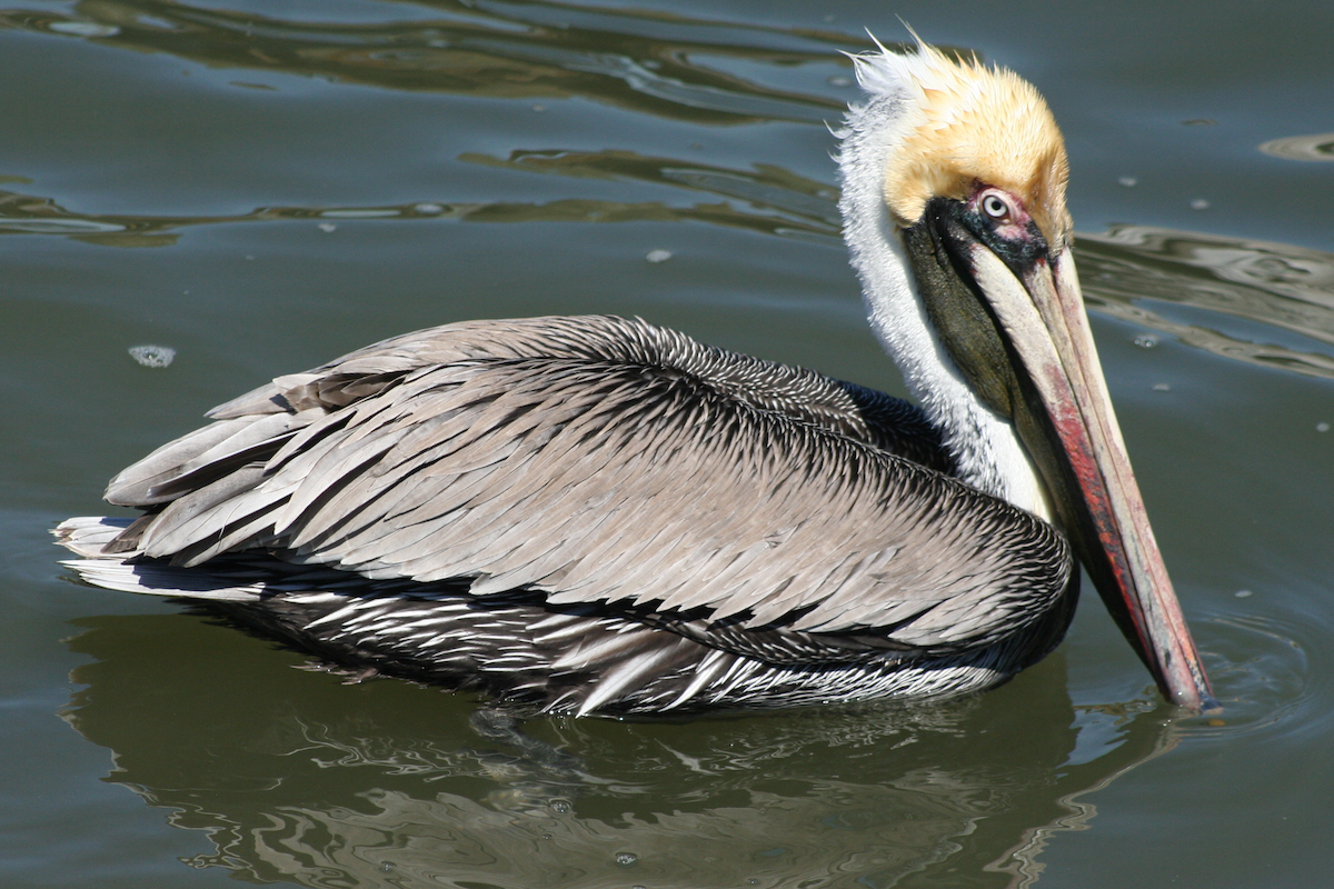 pelikán hnědý - ML90445281