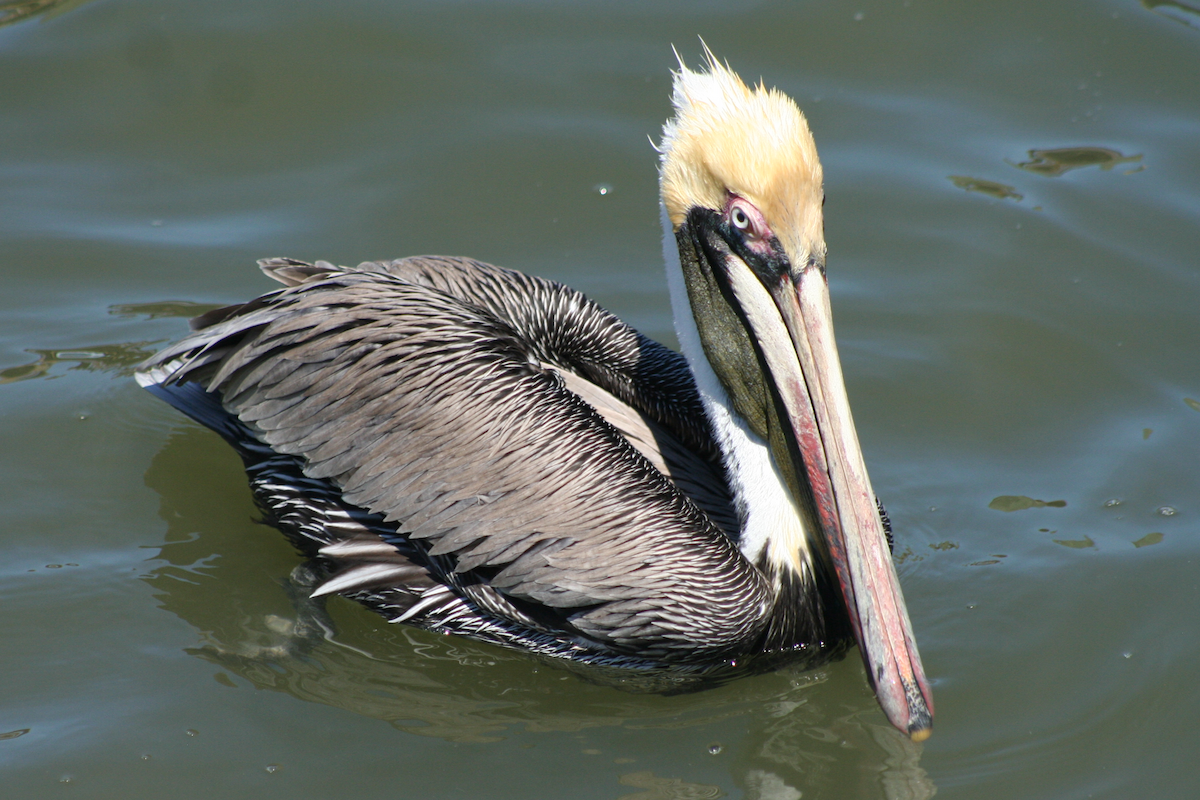 pelikán hnědý - ML90445291