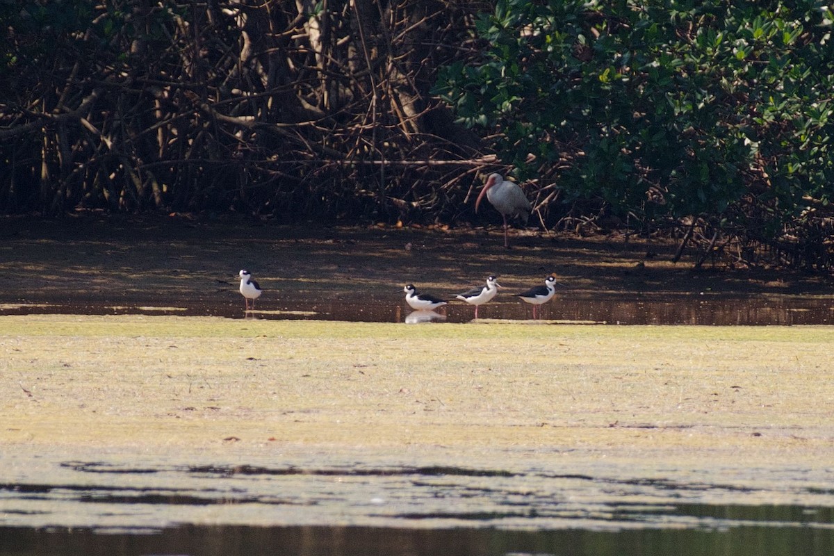 Black-necked Stilt - ML90445551