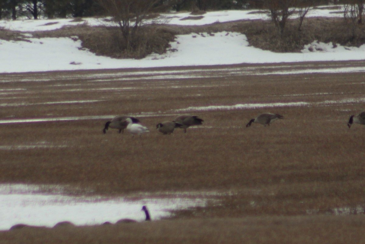 Snow Goose - ML90447121