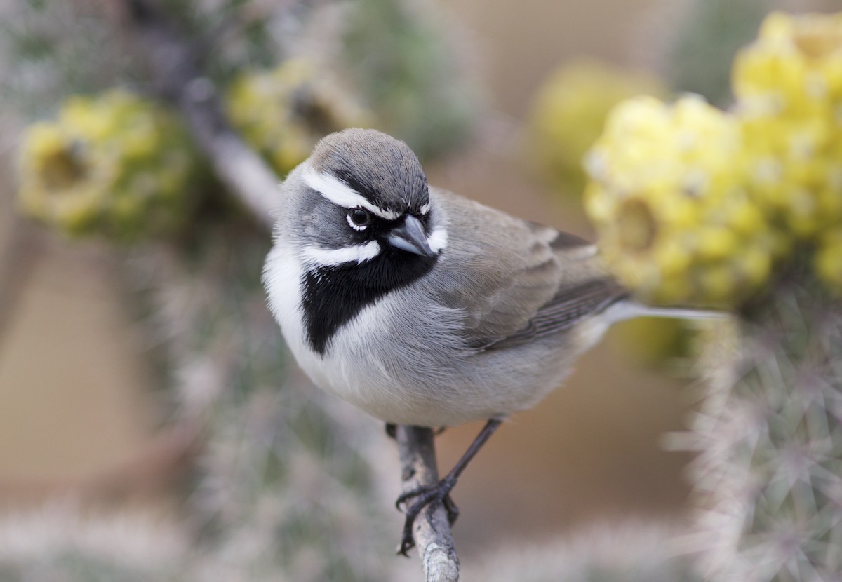 Black-throated Sparrow - Doug Hitchcox