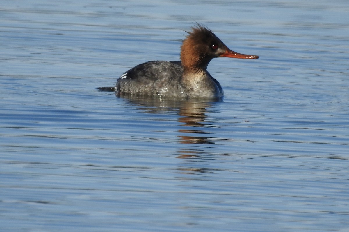 Red-breasted Merganser - ML90452271