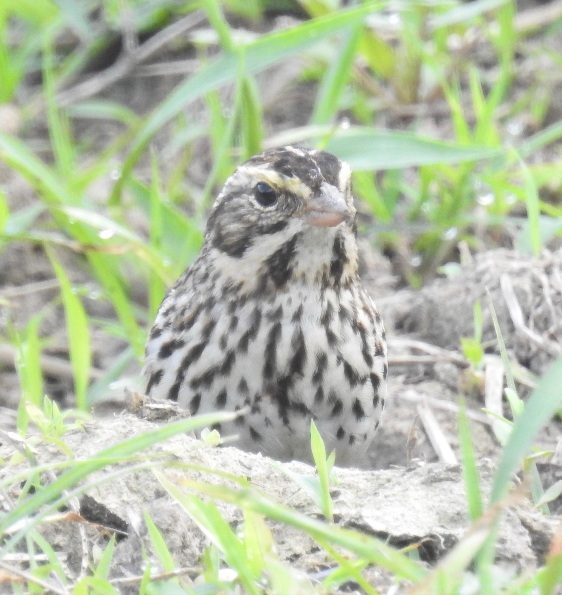 Savannah Sparrow - ML90453921