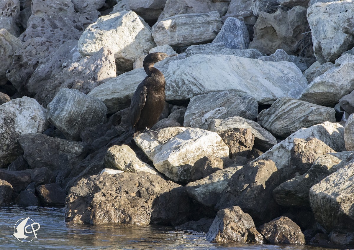 Cormorán Sargento - ML90454051