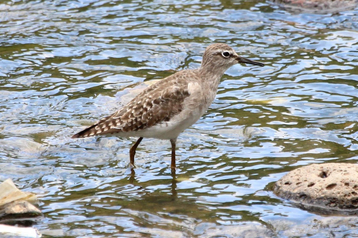 Wood Sandpiper - ML90456261