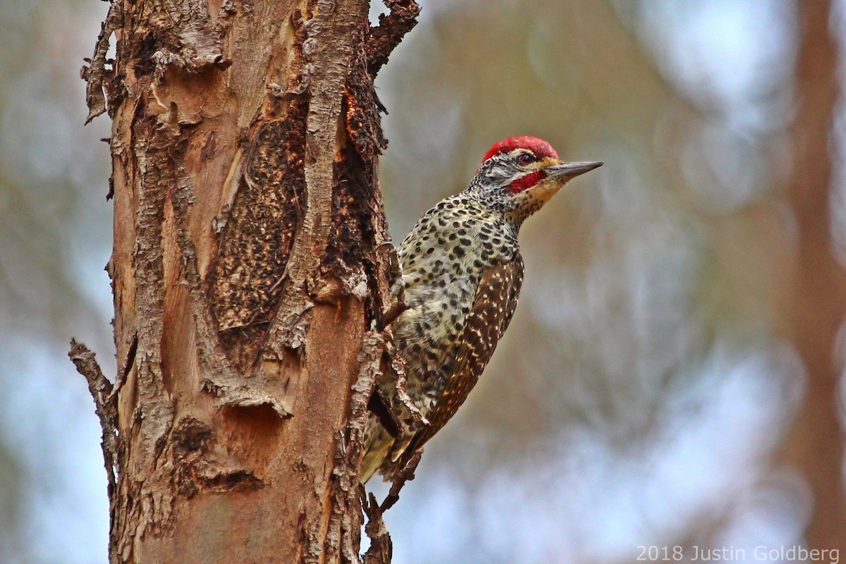Nubian Woodpecker - ML90456461