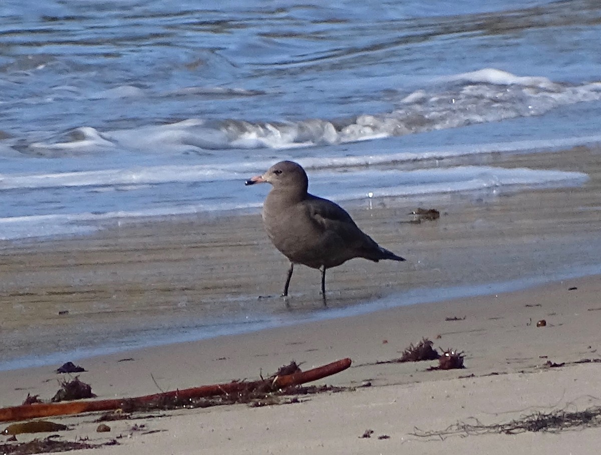 Heermann's Gull - ML90456921