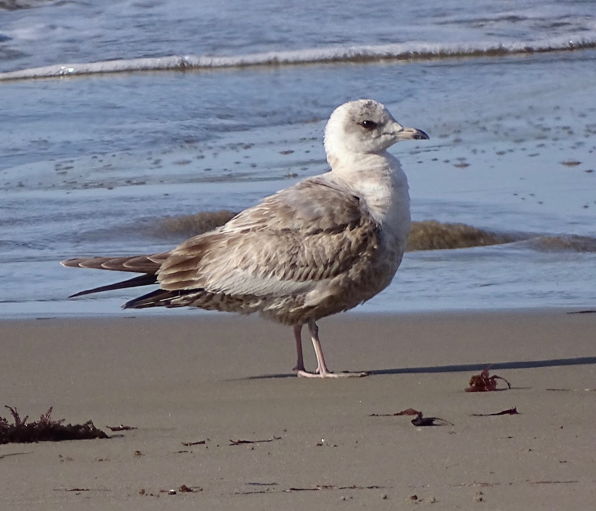 Short-billed Gull - Thomas Turner