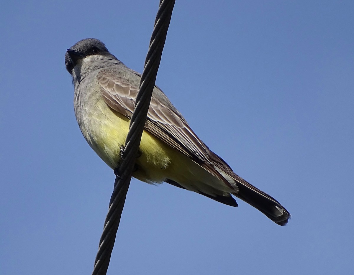 Cassin's Kingbird - ML90457011