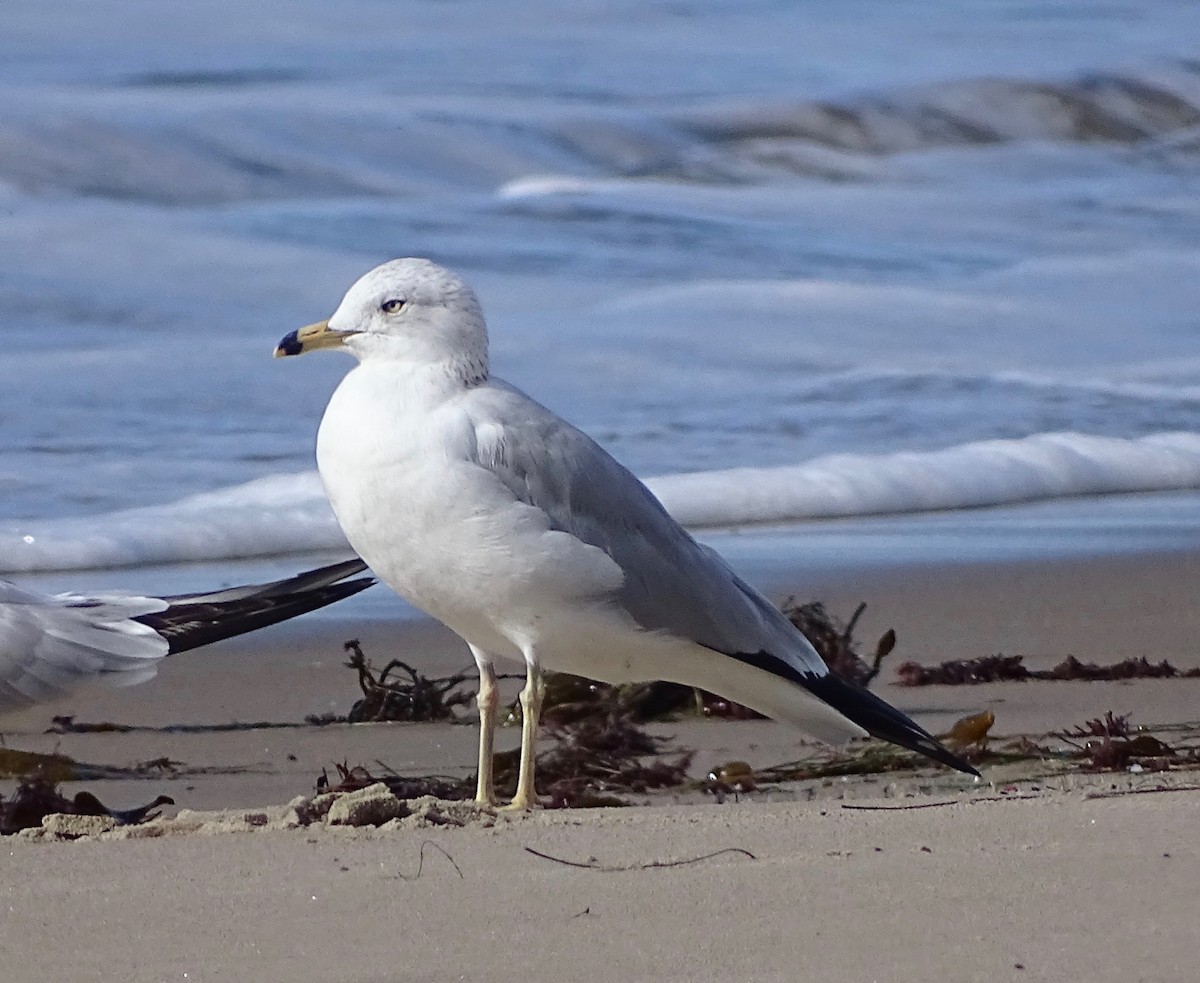 Ring-billed Gull - ML90457021