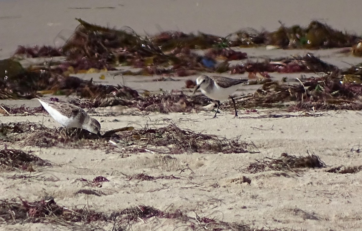 Western Sandpiper - ML90457091