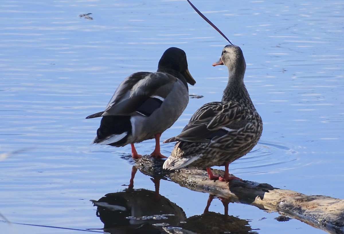 Canard colvert - ML90457101