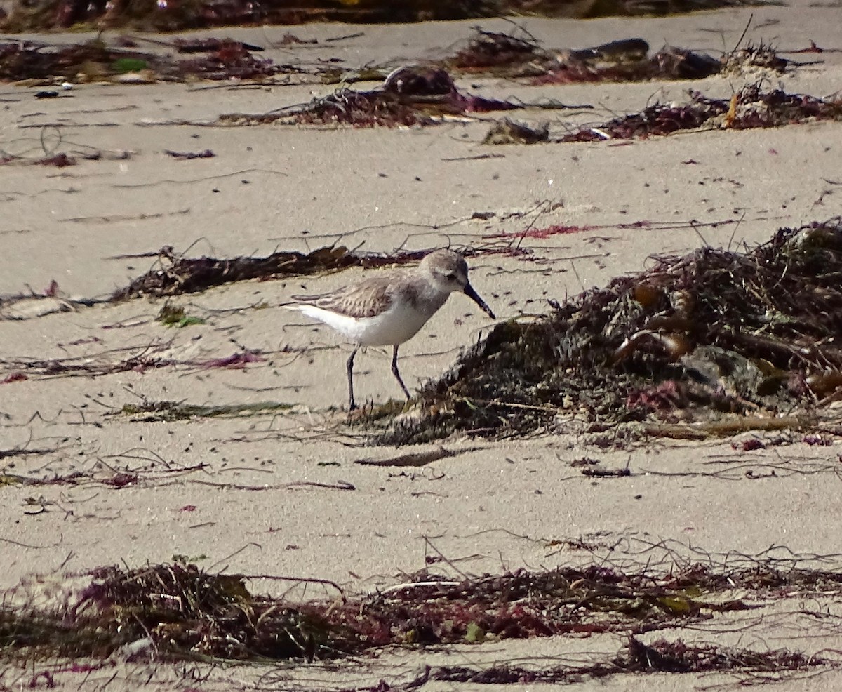 Western Sandpiper - Thomas Turner