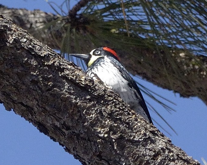 Acorn Woodpecker - ML90457561