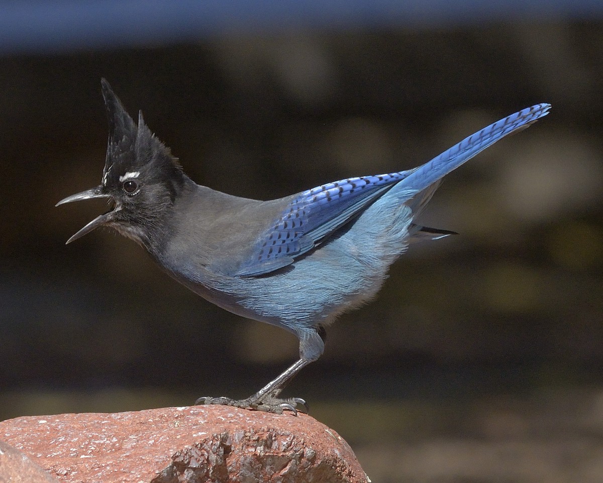 Steller's Jay - ML90457681