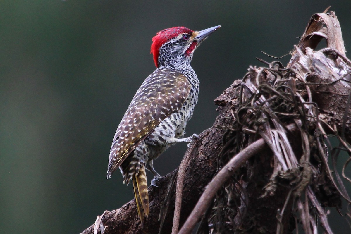 Nubian Woodpecker - Justin Goldberg