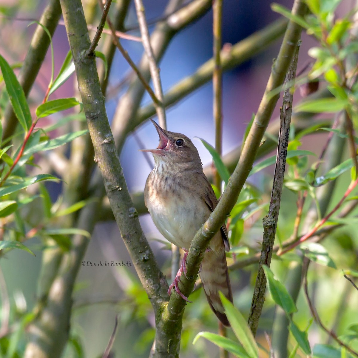 River Warbler - ML90457901