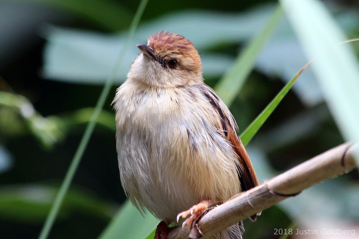 Ethiopian Cisticola - Justin Goldberg