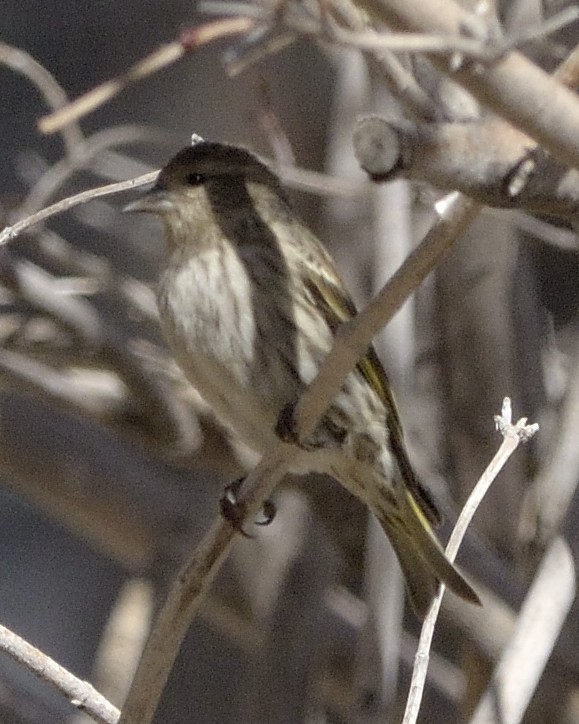 Pine Siskin - ML90458771