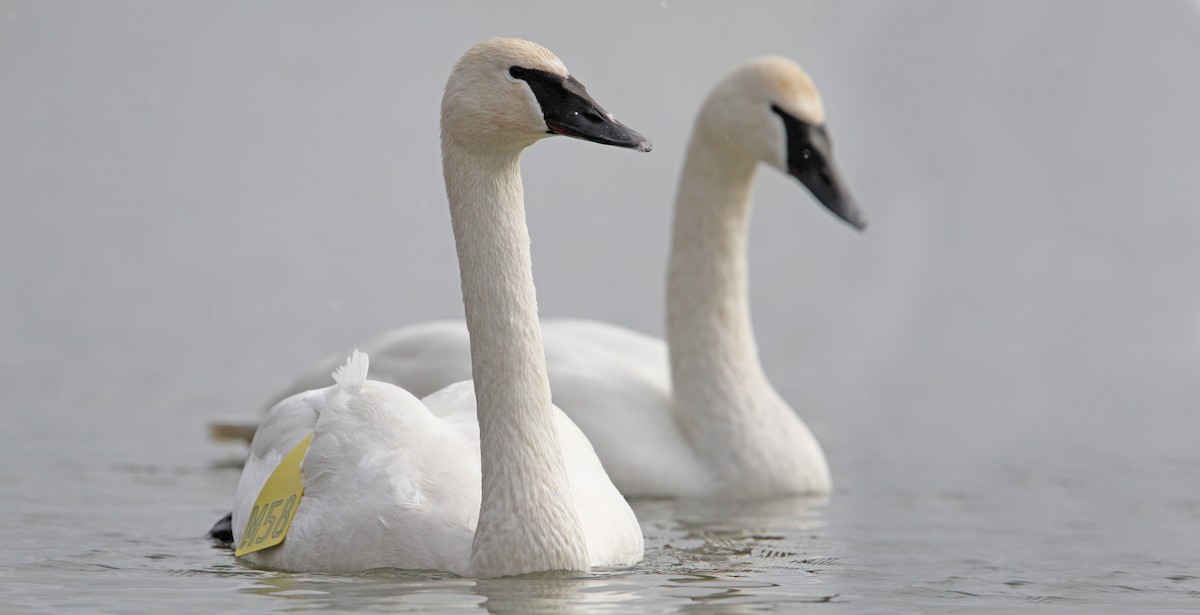 Cygne trompette - ML90459041