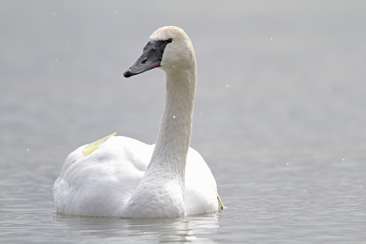 Trumpeter Swan - ML90459251