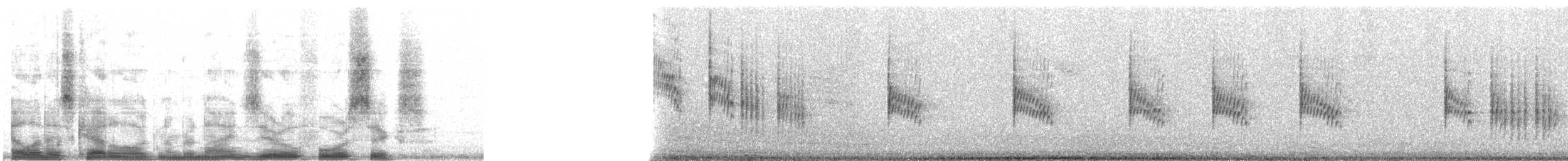 Troglodyte familier (groupe aedon) - ML9046