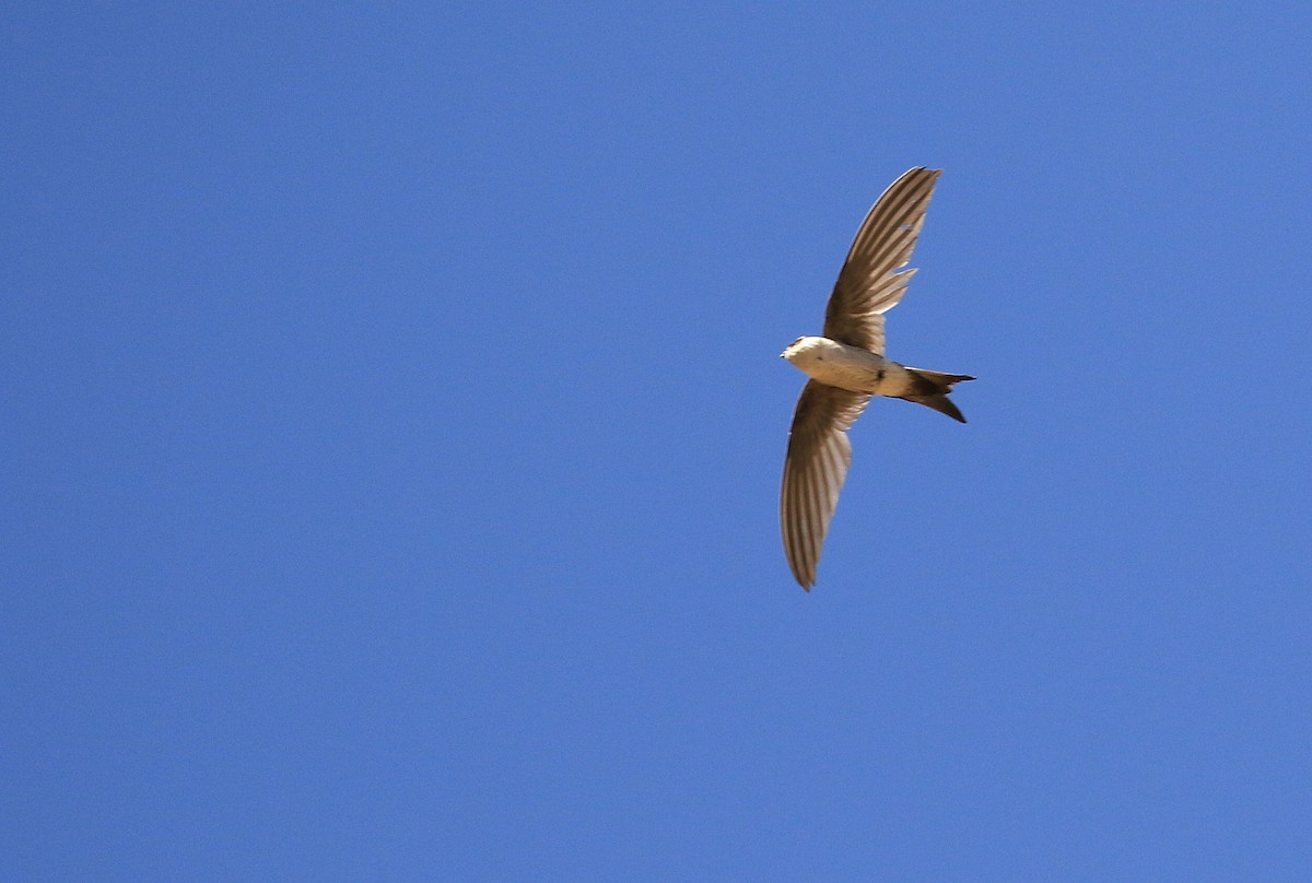 Andean Swift - Patrick MONNEY