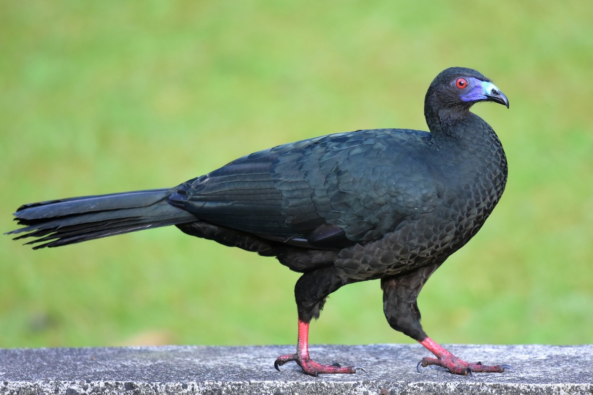 Schwarzguan - ML90461111