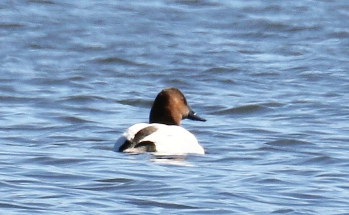 Canvasback - ML90461791