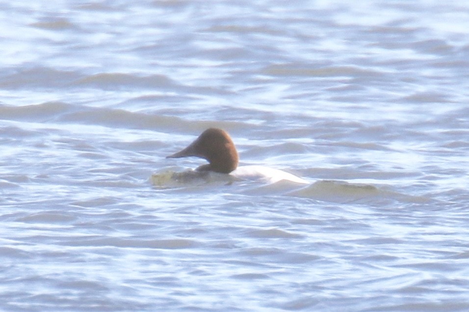 Canvasback - ML90461801