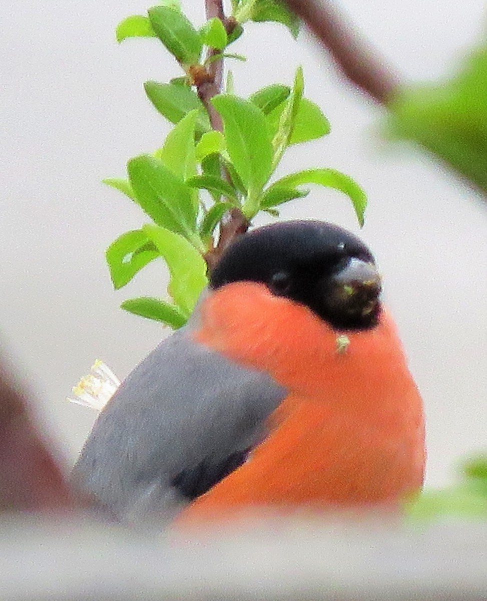 Eurasian Bullfinch - ML90462561