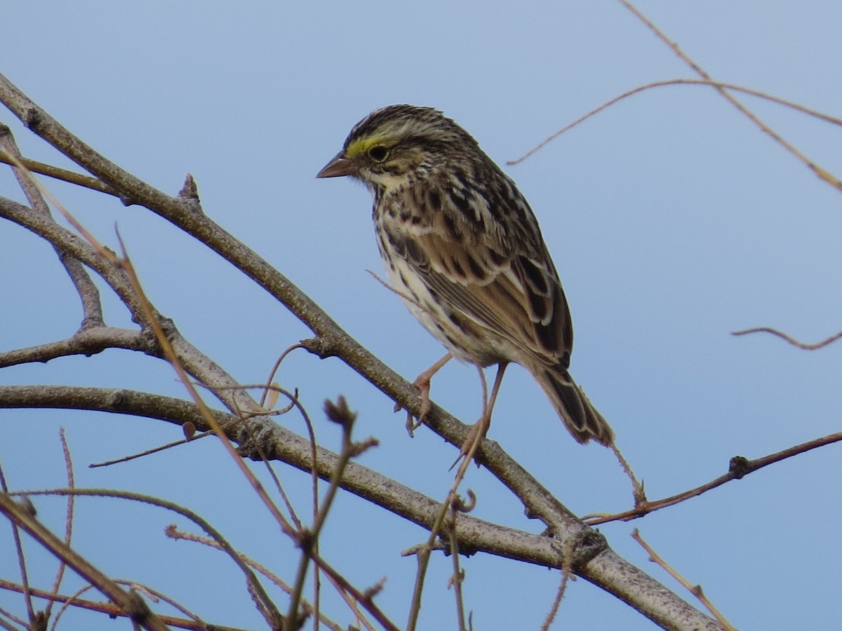 Savannah Sparrow - ML90462651