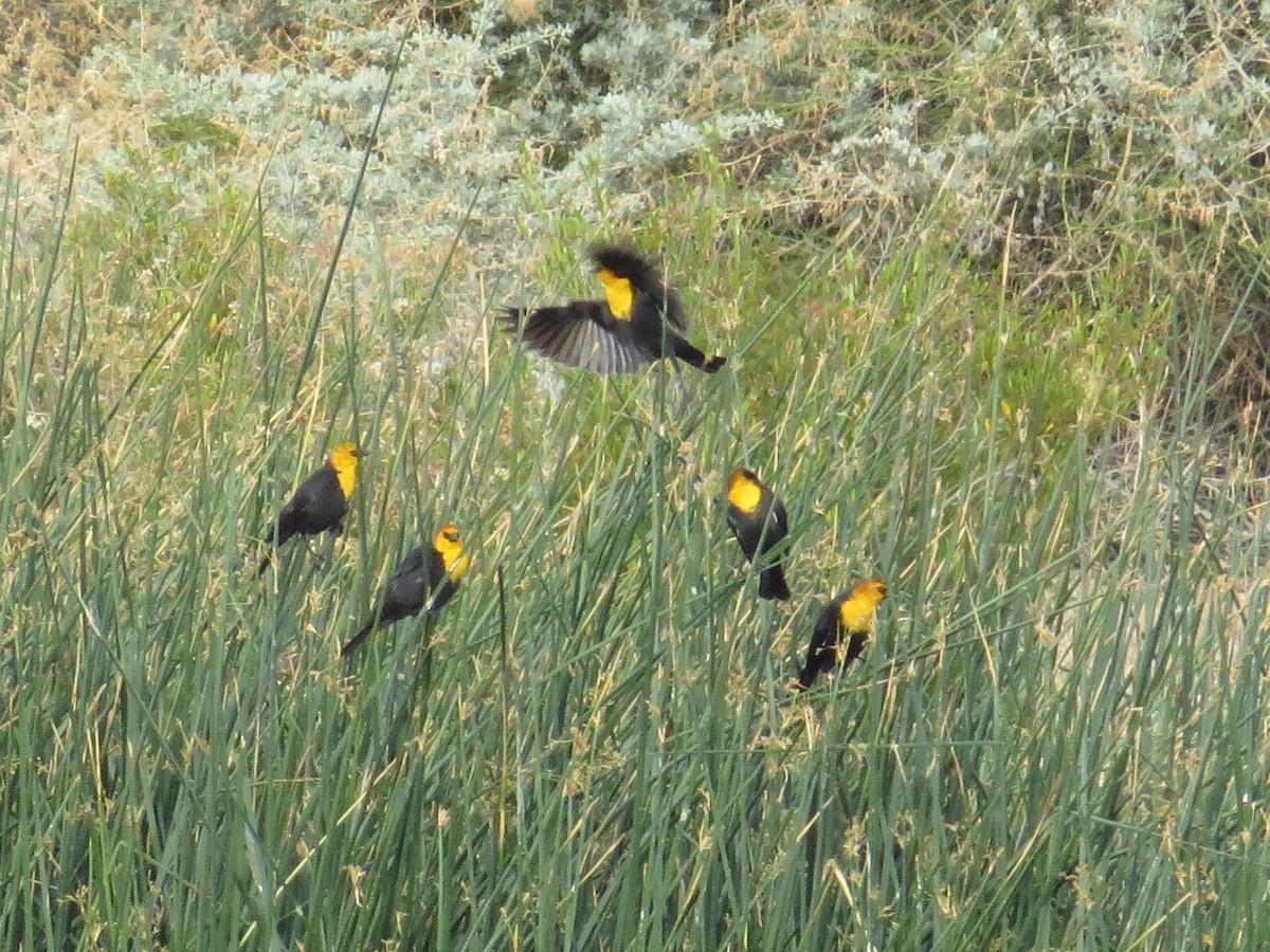 Yellow-headed Blackbird - Vincent Maglio