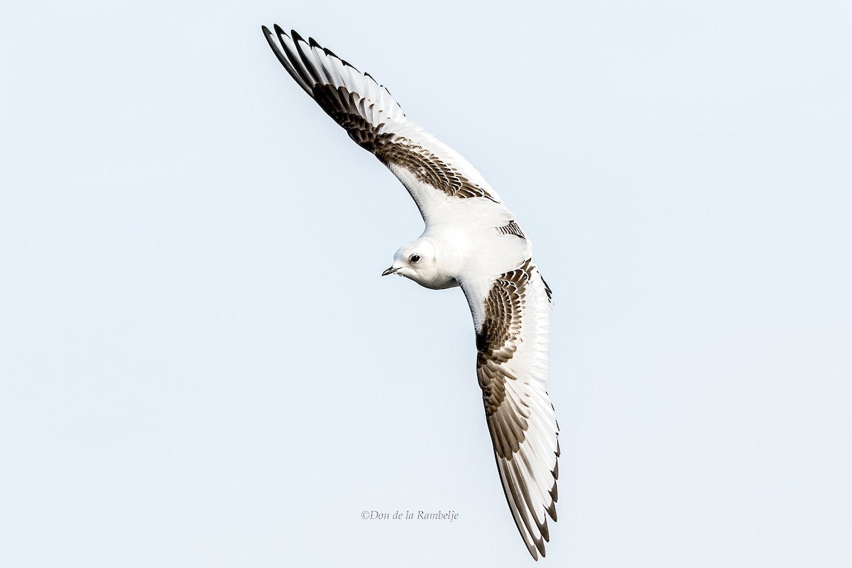 Ross's Gull - ML90462961