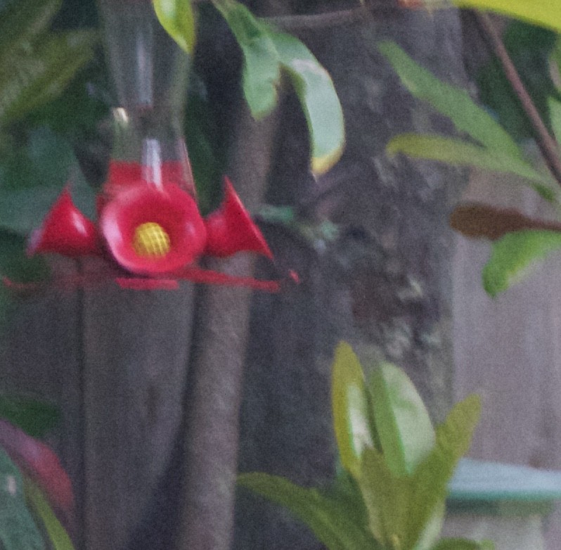 Ширококлювый колибри - ML90463391