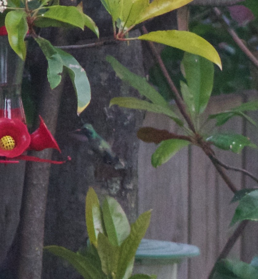 Ширококлювый колибри - ML90463421