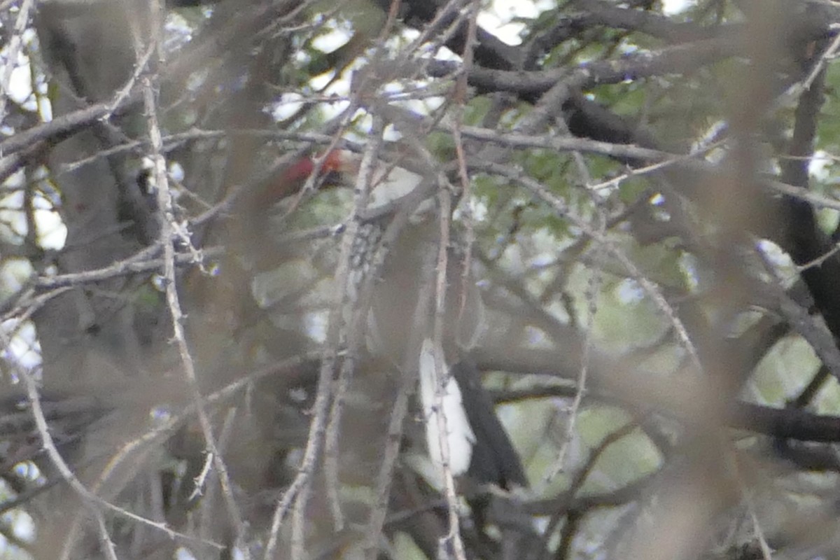 Damara Red-billed Hornbill - Peter Kaestner