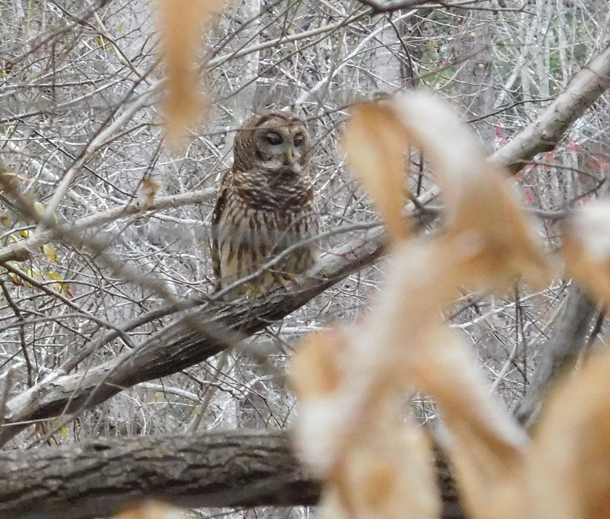 Barred Owl - ML90465081